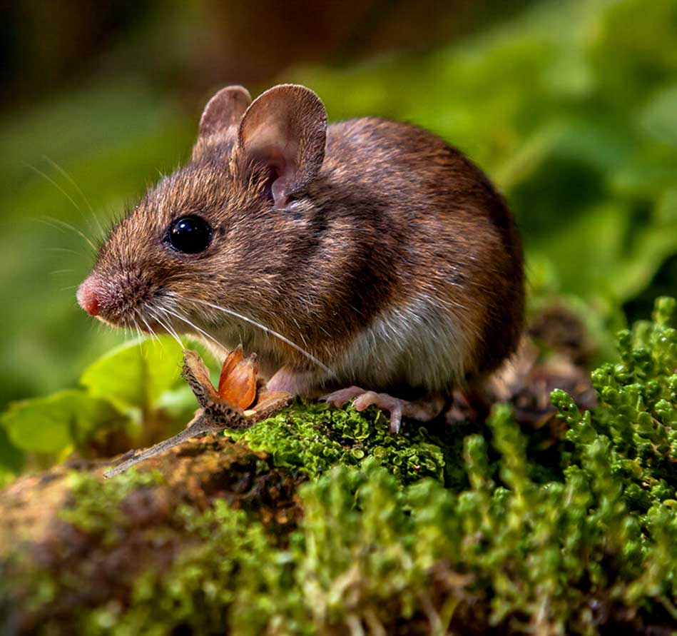 Providing Medical and Surgical Care to Mice in the Saanich area.